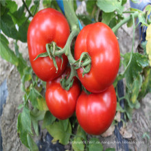 Suntoday unbestimmte Pflanzung große rote Ägypten wissenschaftliche Namen von Gemüse Hybrid F1 chinesische Tomatensamen (22029)